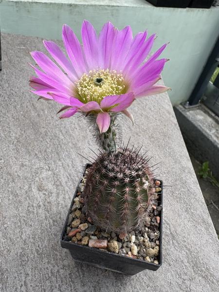 Echinocereus huasteca